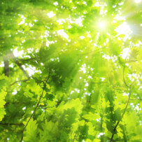 Susanna Goodrich – Therapy Tree